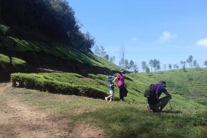 Tea planation walking In Munnar- (by Munnar Info) - Learning to Pick Tea in the Plucking Field
