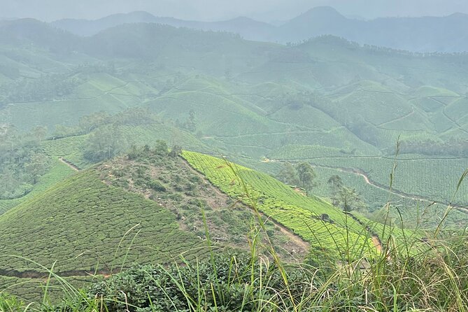 Tea Plantation, Grass Land and Mountain Hiking in Munnar - The high point at Lakshmi Hills