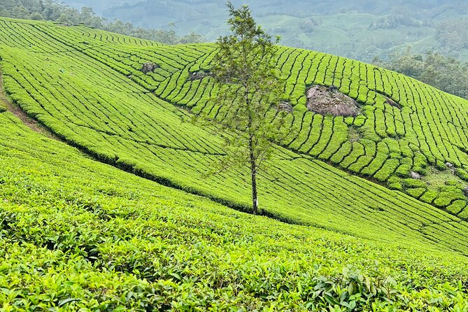 Tea Plantation, Grass Land and Mountain Hiking in Munnar - What the guide adds to the experience