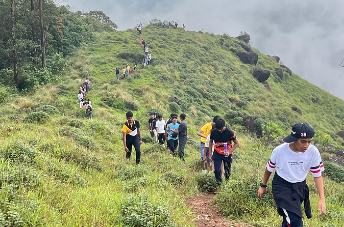 Tea Plantation, Grass Land and Mountain Hiking in Munnar - Price, private groups, and practical value