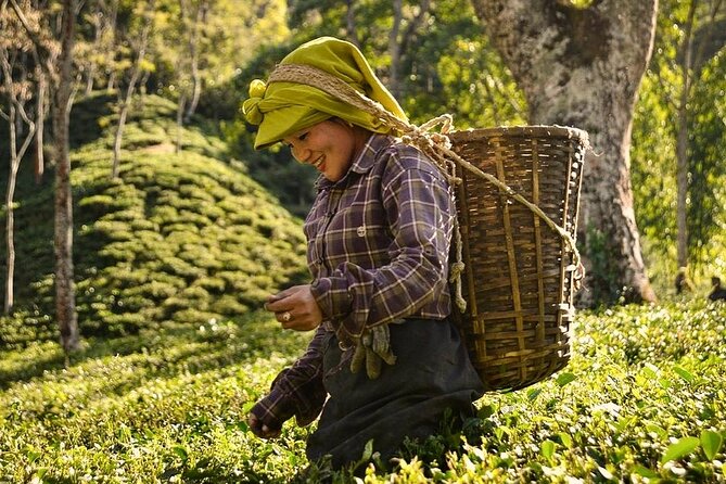 Tea Pluckers' Day - Key points to know before booking