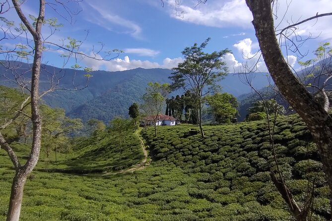 Tea Pluckers' Day - The morning road from Darjeeling