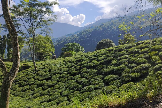 Tea Pluckers' Day - The possible tea gardens, from Ging to Makaibari