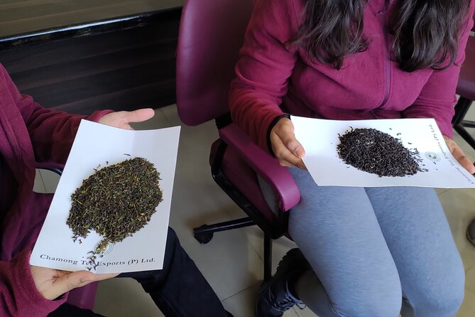 Tea Pluckers' Day - Seeing how tea is plucked