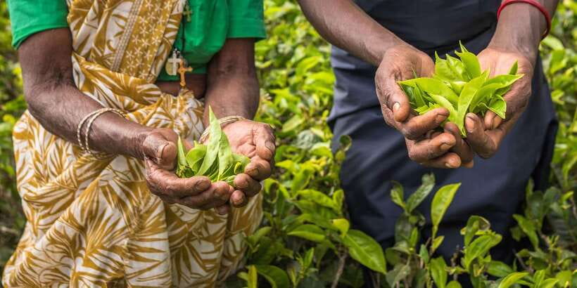 Tea Plucking and Tea Factory: Visit from Kandy - From Kandy into Sri Lanka’s tea hills