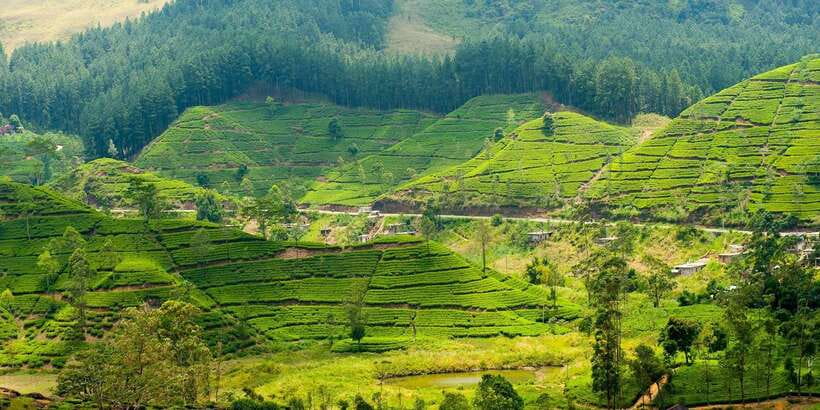 Tea Plucking and Tea Factory: Visit from Kandy - Pedro Tea Factory and the journey from leaf to cup