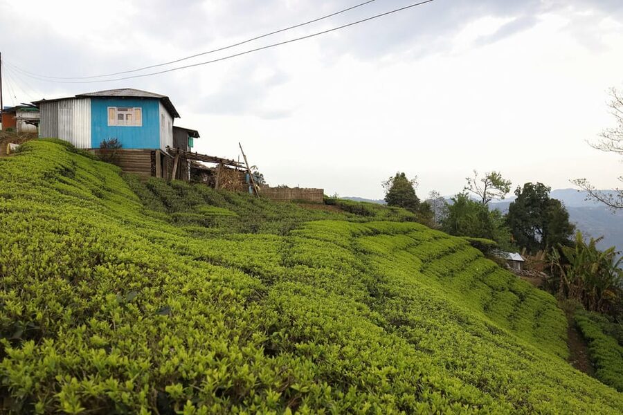 Tea Plucking and Tea Factory: Visit from Kandy - Tasting Ceylon tea above the plantations