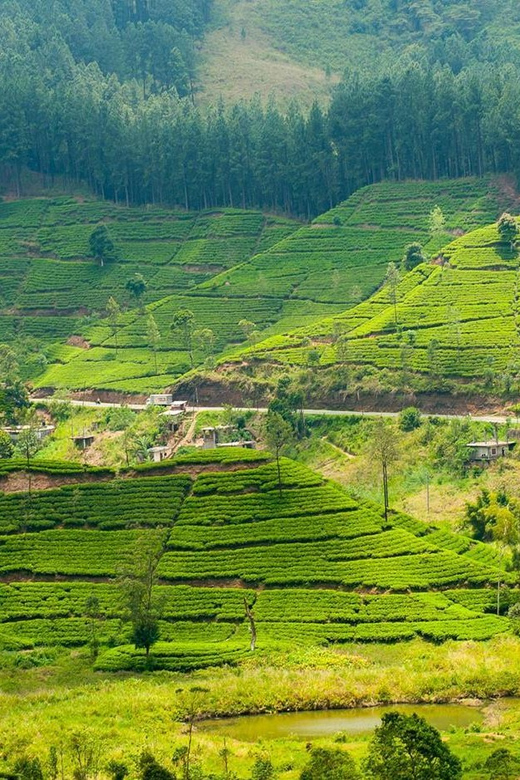 Tea Plucking and Tea Factory: Visit from Kandy - What the $108 price really covers