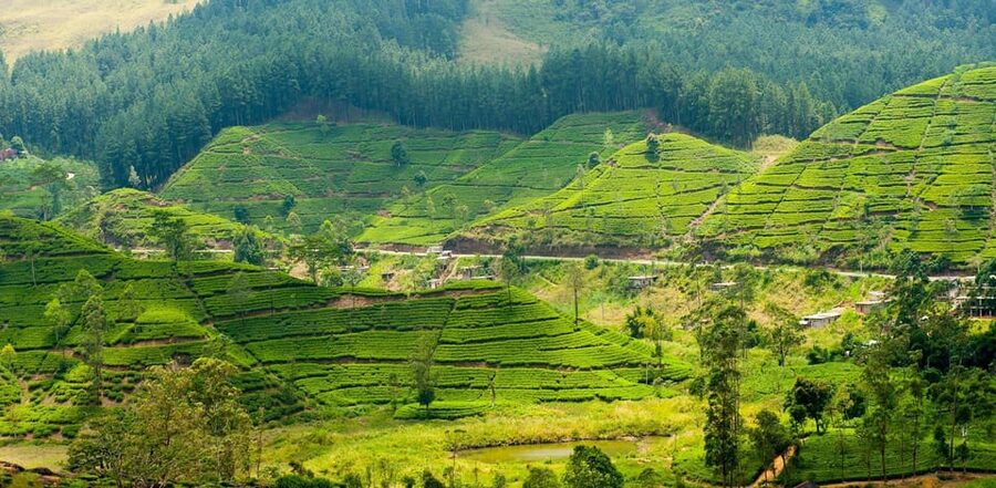 Tea Plucking and Tea Factory: Visit from Kandy - Timing, comfort, and practical planning