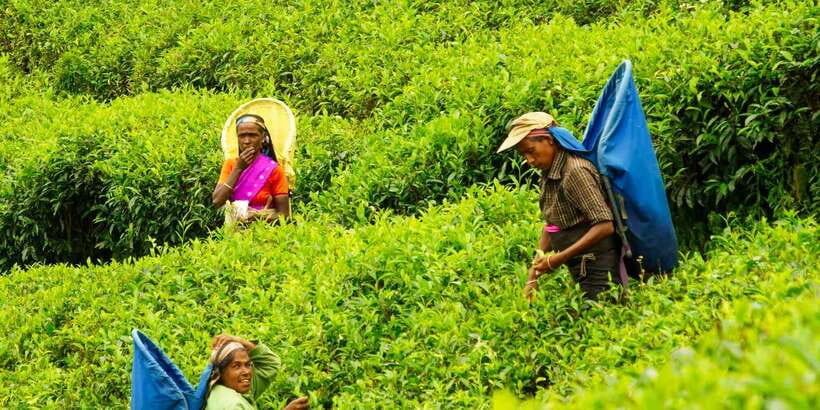 Tea Plucking and Tea Factory: Visit from Kandy - Who will enjoy this private tea visit most
