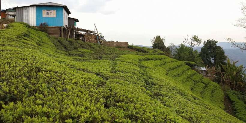 Tea Plucking and Tea Factory: Visit from Kandy - The limits of the experience