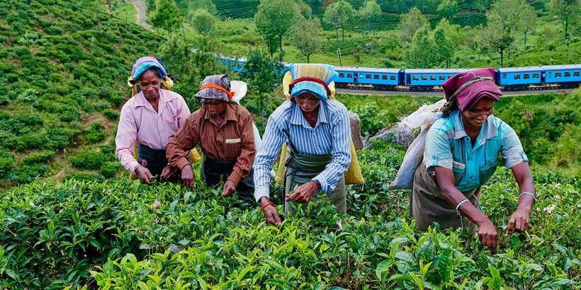 Tea Plucking and Tea Factory: Visit from Kandy - Plucking the tender leaves by hand