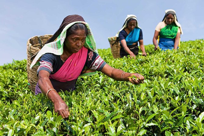 Tea Plucking and Tea Factory Visit from Nuwara Eliya. - Key points at a glance