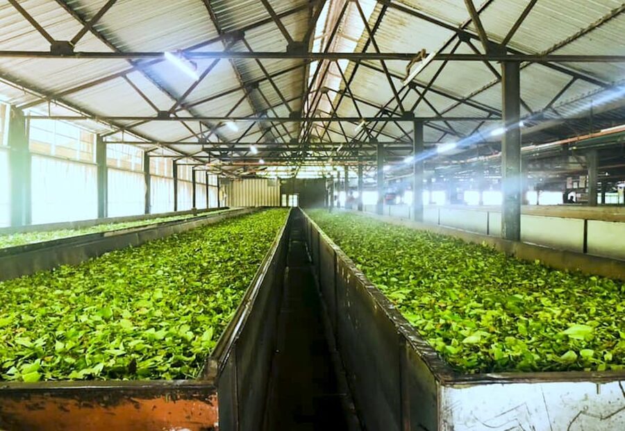 Tea Plucking and Tea Factory: Visit from Nuwara Eliya - Who will enjoy this tea experience most?