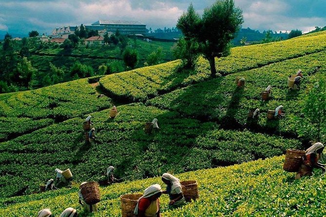 Tea Plucking and Tea Factory Visit from Nuwara Eliya. - What this Nuwara Eliya tea tour is really about