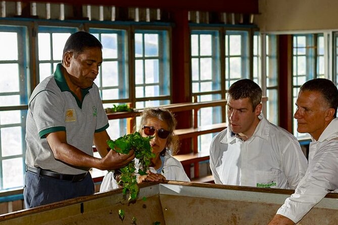 Tea Plucking and Tea Factory Visit from Nuwara Eliya. - Who will enjoy this experience most?