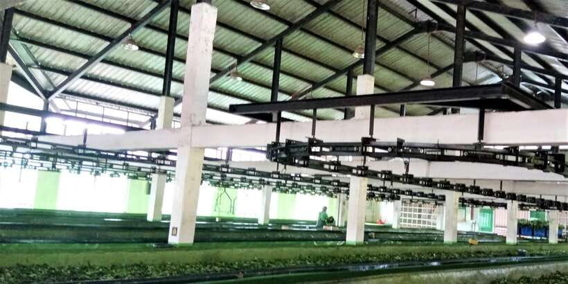 Tea Plucking and Tea Factory: Visit from Nuwara Eliya - Highland views and photo opportunities