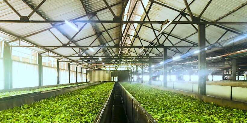 Tea Plucking and Tea Factory: Visit from Nuwara Eliya - What the guide can add to the experience