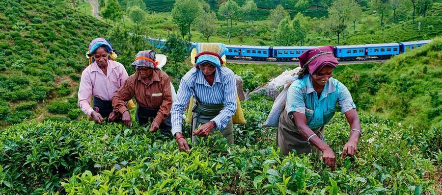 Tea Plucking and Tea Factory: Visit from Nuwara Eliya - Is $53 a fair price?