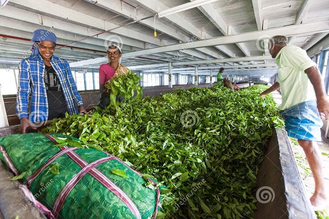 Tea Plucking and Tea Factory: Visit from Nuwara Eliya - Starting from Nuwara Eliya in a private vehicle