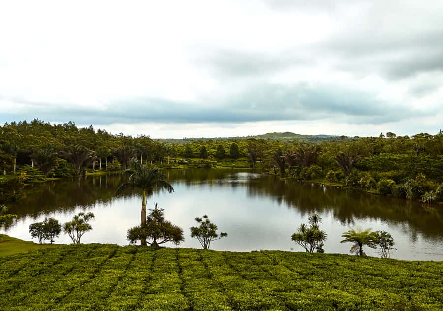 Tea Route: Lake, Forest, Tea Plantation & 3 Course Lunch - Key details at a glance