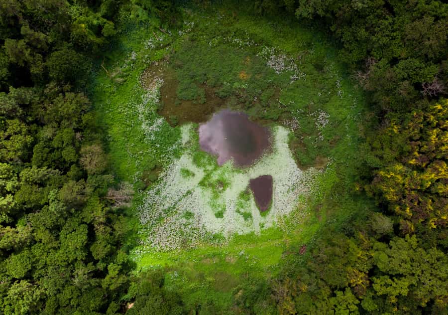 Tea Route: Lake, Forest, Tea Plantation & 3 Course Lunch - What this Mauritius day trip is really like
