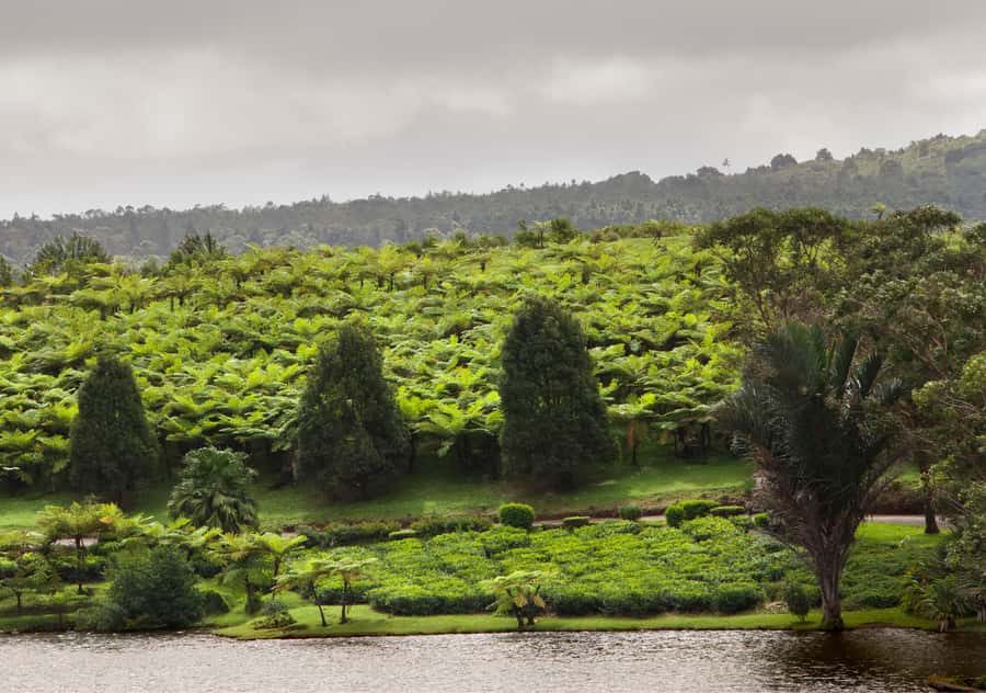 Tea Route: Lake, Forest, Tea Plantation & 3 Course Lunch - Grand Bassin, where scenery meets spirituality