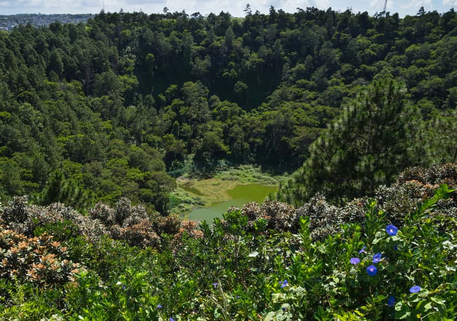 Tea Route: Lake, Forest, Tea Plantation & 3 Course Lunch - Bois Cheri, the day’s main event