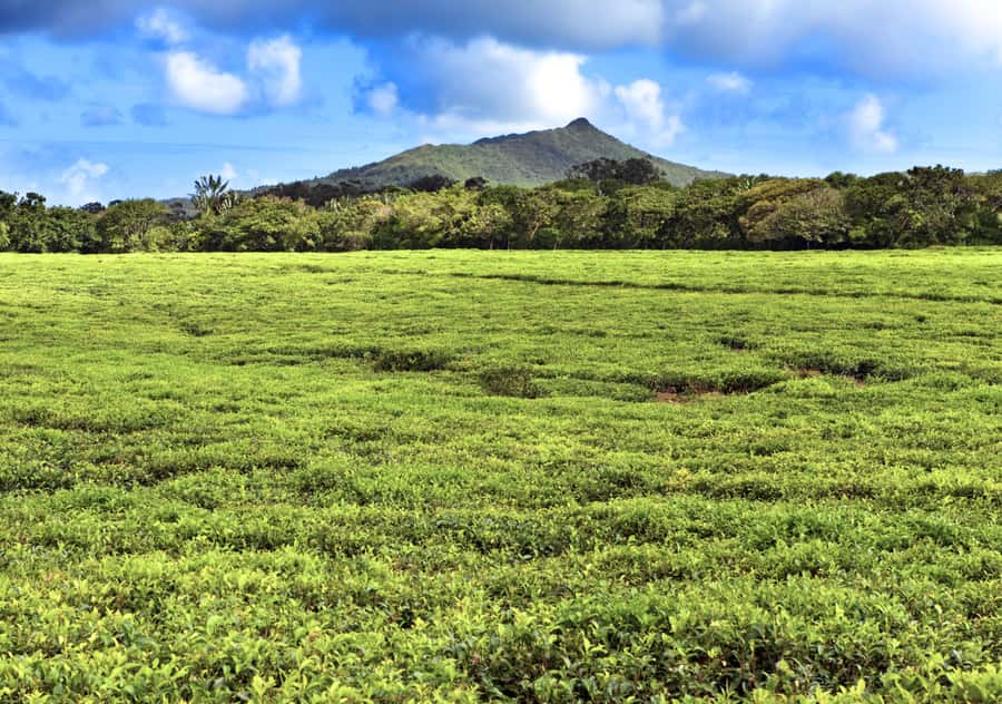 Tea Route: Lake, Forest, Tea Plantation & 3 Course Lunch - Guide quality can shape the whole day