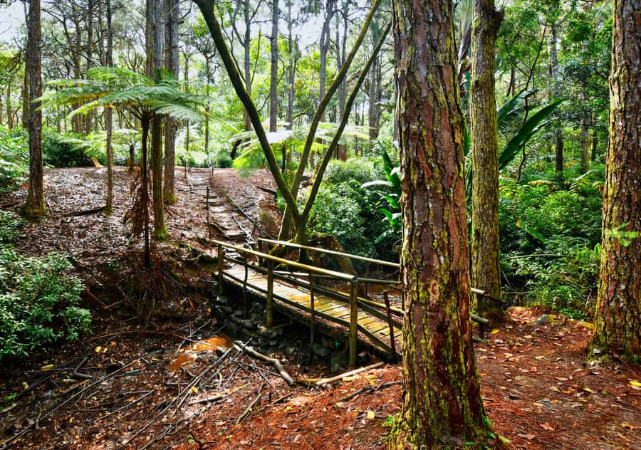 Tea Route: Lake, Forest, Tea Plantation & 3 Course Lunch - Who gets good value for $58?