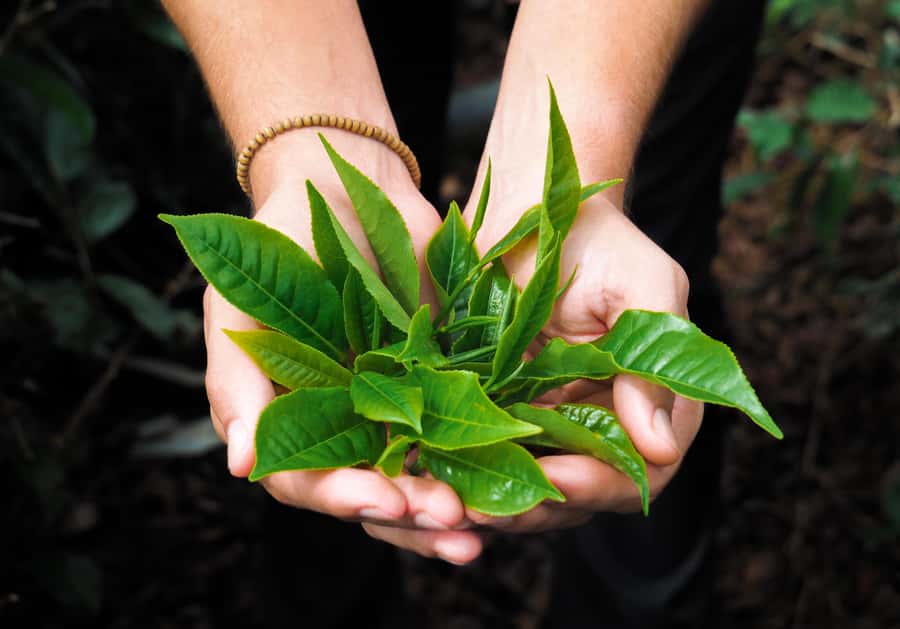 Tea, Rum & Vanilla Route - Who should book the Tea, Rum and Vanilla Route?
