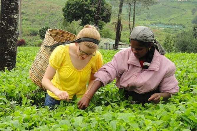 Tea Tasting in Nuwara Eliya - Key points at a glance