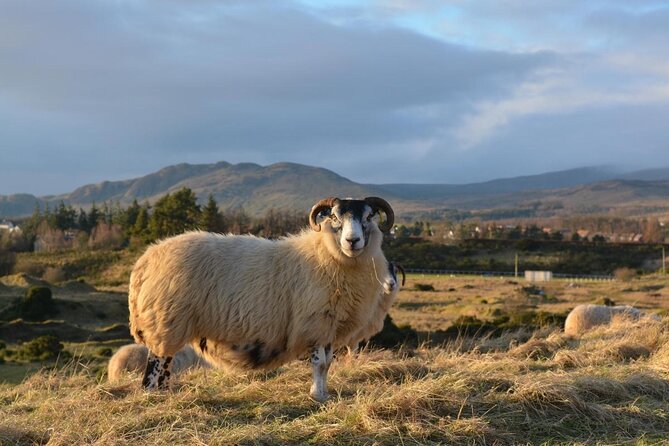 Tea with Naughty Sheep - Key points to know before booking