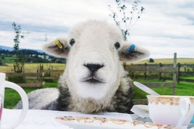 Tea with Naughty Sheep - A quiet Scottish setting near Gartmore
