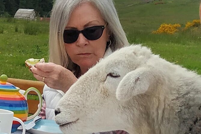 Tea with Naughty Sheep - A 1-hour-45-minute itinerary with no wasted motion