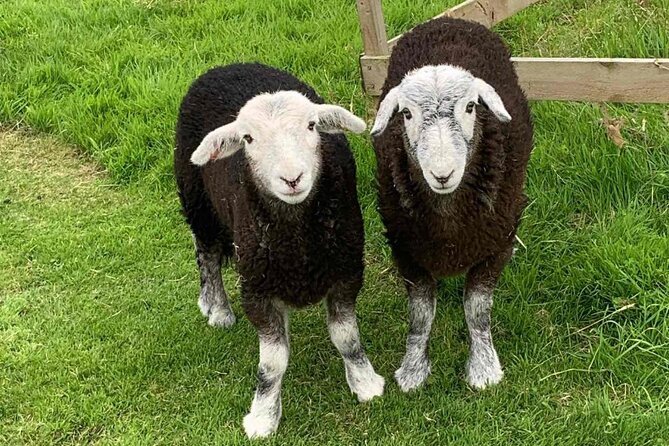 Tea with Naughty Sheep - Price and what your money buys