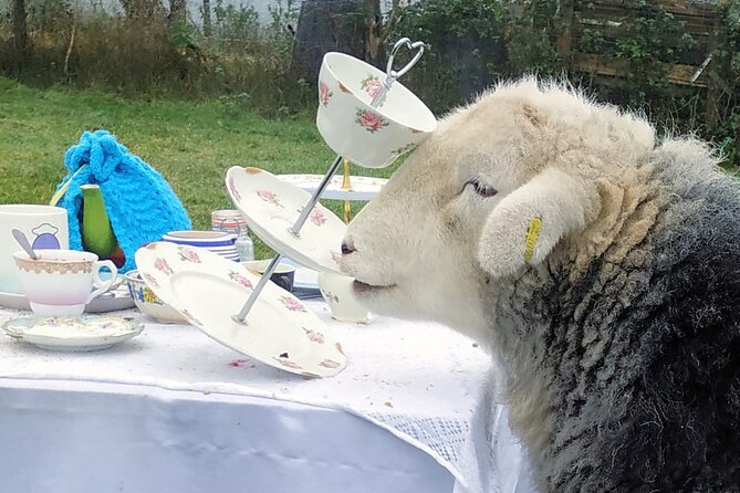Tea with Naughty Sheep - Weather, clothing, and practical planning