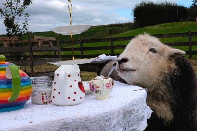 Tea with Naughty Sheep - Afternoon tea with a woolly audience