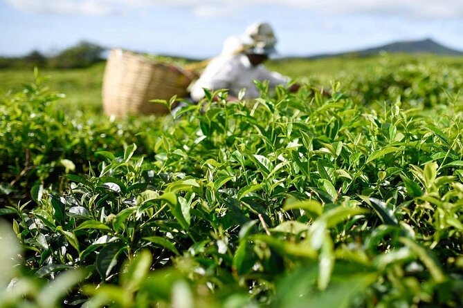 The East Discovery Tour: Bois-Cheri Tea Factory, Blue-Bay Marine Park & Lunch - Lunch and the Mahebourg Naval Museum