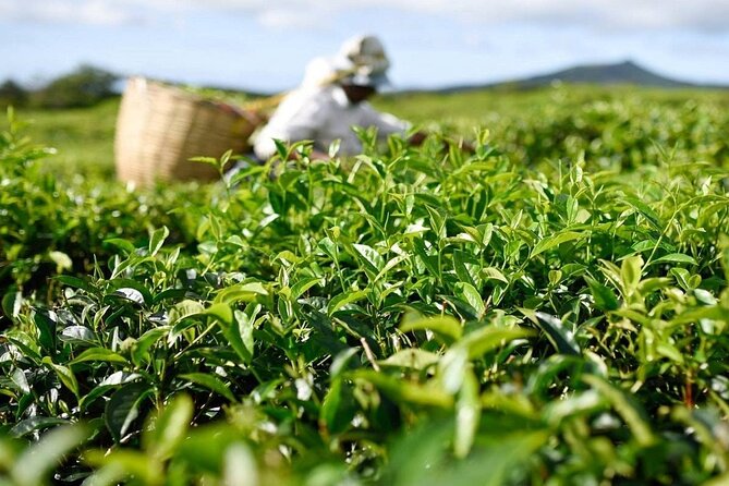 The Gorgeous East: Bois Cheri Tea factory, Rhumerie St-Aubin, Mahebourg & Lunch - Key points at a glance