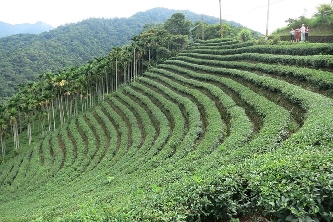 Thousand Island Lake and Pinglin Tea Plantation from Taipei - Why This Half-Day Trip Works
