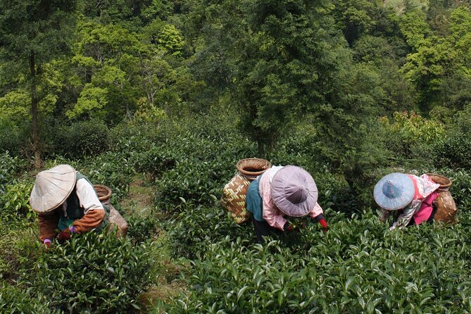 Thousand Island Lake and Pinglin Tea Plantation from Taipei - Thousand Island Lake and Feitsui Reservoir