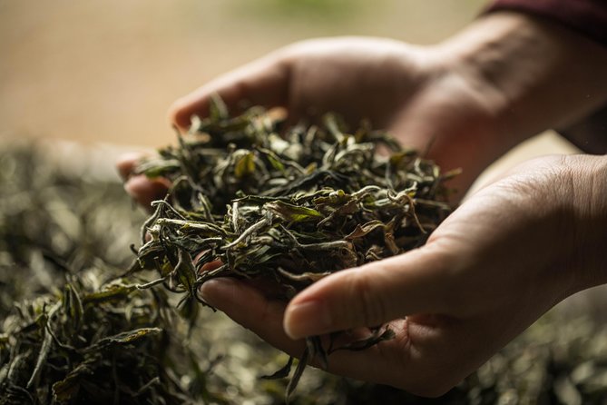 Three-Hour Private Chengdu Tea Wholesale Market Tour - Learning the Difference Between Green, Black, White, Oolong, and Pu-er Tea