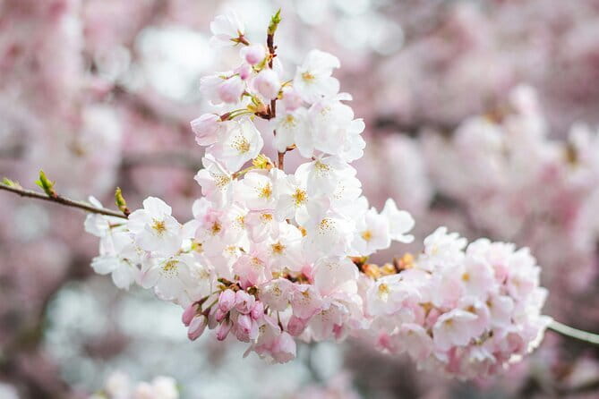 Tokyo Cherry Blossom Matcha Experience in Yoyogi Park (Shibuya) - Why this Yoyogi Park tea experience feels different