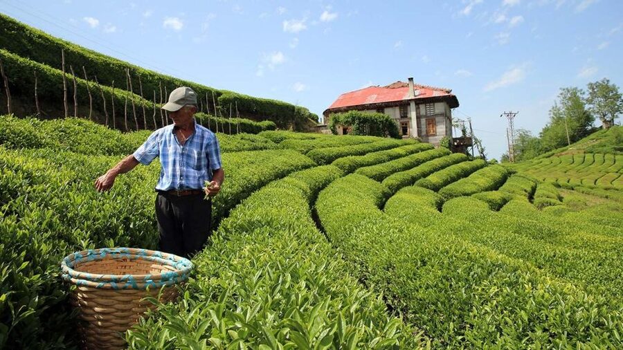 Trabzon: Uzungöl Group Tour, Explore The Nature & Taste Tea - Why this day trip works from Trabzon