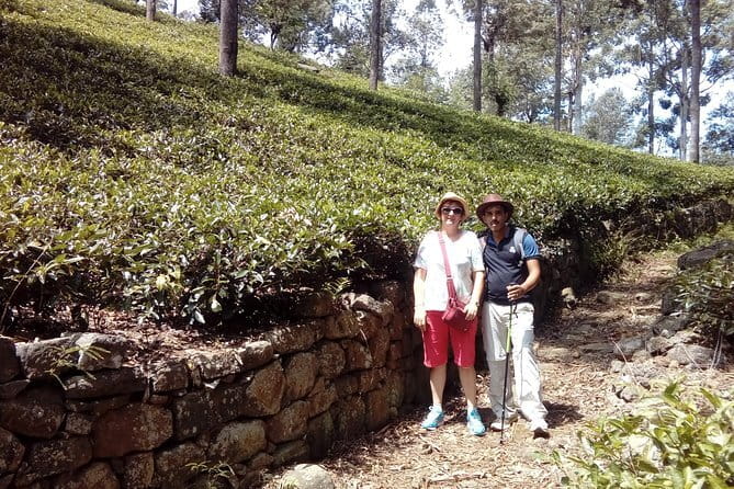 Trekking & Picnic in The Tea Plantation From Ella, Haputale & Bandarawela - Starting at 9 a.m. in Bandarawela
