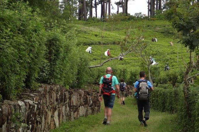Trekking & Picnic in The Tea Plantation From Ella, Haputale & Bandarawela - A private tour with a personal feel