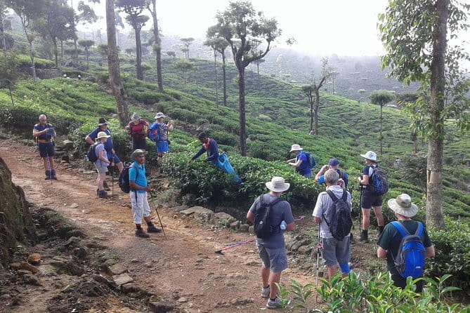 Trekking & Picnic in The Tea Plantation From Ella, Haputale & Bandarawela - Learning how tea is picked