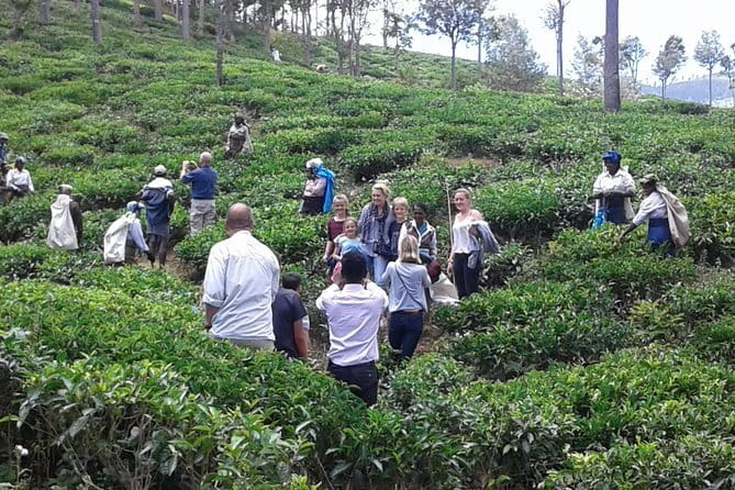 Tuk Tuk safari and Picnic in The Tea Plantation from Ella,Haputale & Bandarawela - A picnic above the misty hills