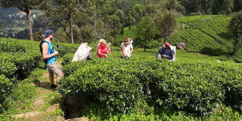 Tuk-Tuk Safari Liptons seat,Tea Fields Hike,TeaFactory Tour - Why this seven-hour trip works well